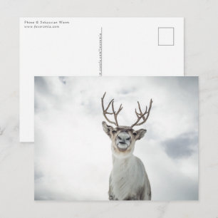 Reindeer Nature Photo Vykort