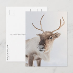 Reindeer Nature Photo Vykort