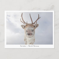 Reindeer Nature Photo