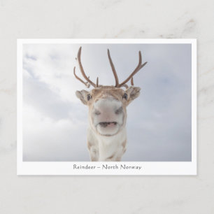 Reindeer Nature Photo Vykort