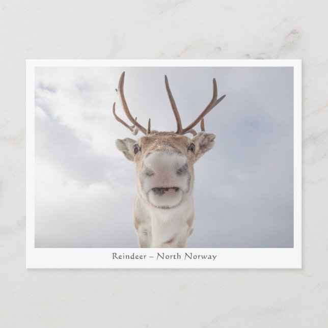 Reindeer Nature Photo Vykort (Framsida)