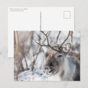 Reindeer Nature Photo Vykort