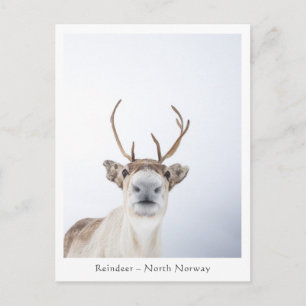 Reindeer Nature Photo Vykort