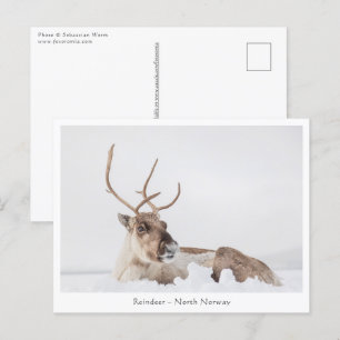 Reindeer Nature Photo Vykort