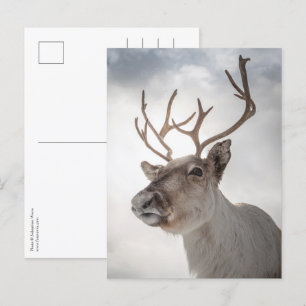 Reindeer Nature Photo Vykort