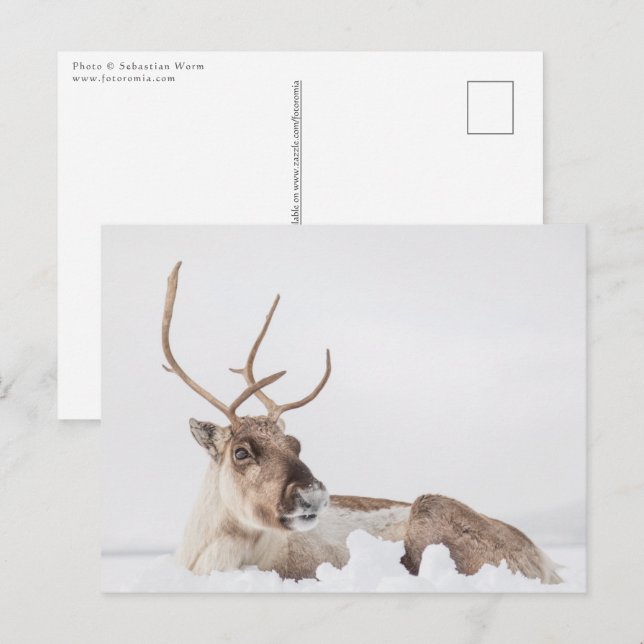 Reindeer Nature Photo Vykort (Fram/baksida)