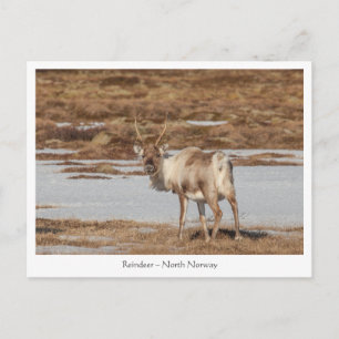 Reindeer Nature Photo Vykort