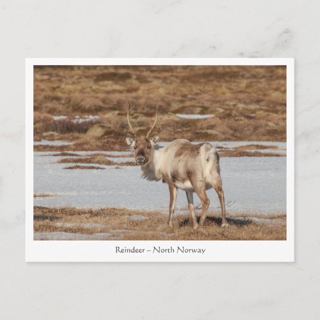 Reindeer Nature Photo Vykort (Framsida)