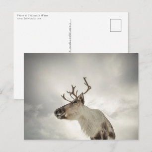Reindeer Nature Photo Vykort