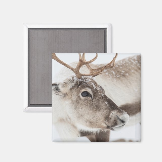 Reindeer Norge Nature Photo Magnet (Front/Back)