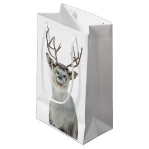 Reindeer Photo