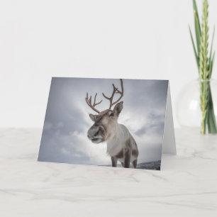 Reindeer Photo Kort