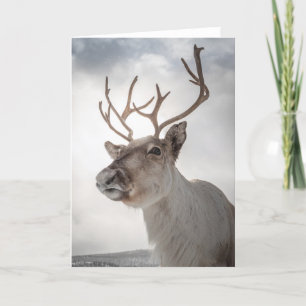 Reindeer Photo Kort