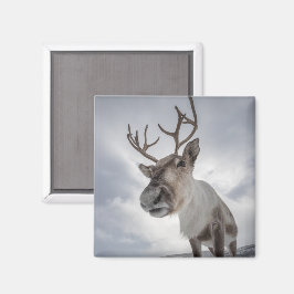 Reindeer Photo Magnet