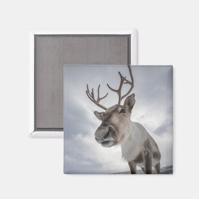 Reindeer Photo Magnet (Front/Back)