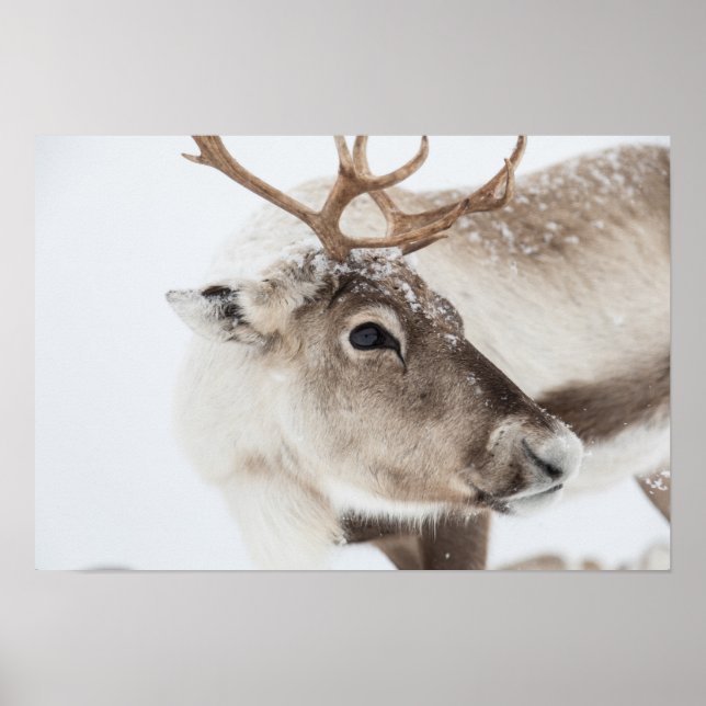Reindeer Photo Poster (Framsidan)