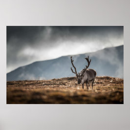 Reindeer Photo Poster