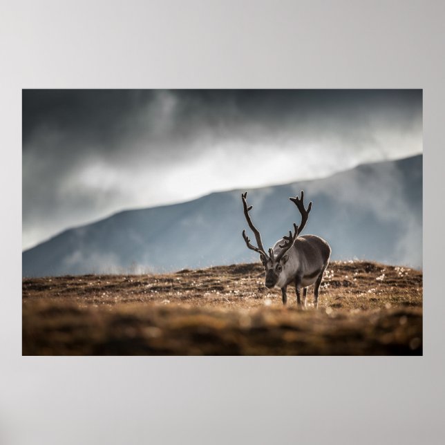 Reindeer Photo Poster (Framsidan)