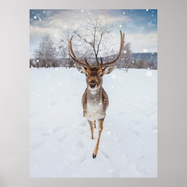 Reindeer Photo Poster (Framsidan)