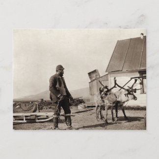 Reindeer Postcard Vykort