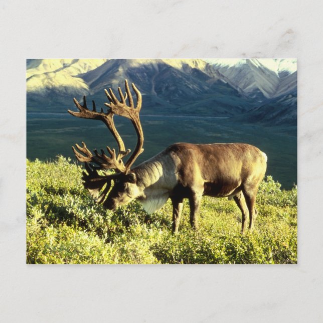 Reindeer Postcard Vykort (Framsida)