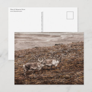 Reindeer Wildlife Photo Vykort