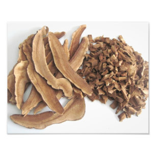 Reishi Mushroom Photo Print Fototryck