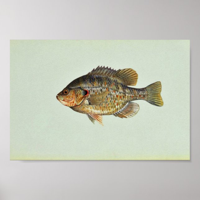 Rekära solfiskar poster (Framsidan)