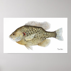 ReKäre Sunfish Art Poster