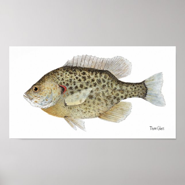 ReKäre Sunfish Art Poster (Framsidan)