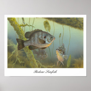 ReKäre Sunfish Painting Poster