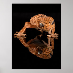 Rektivering av lilla Cute Lizard med reflektion Poster