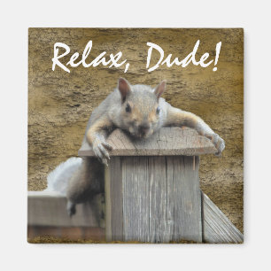 RELAX, DUDE! Roligt av magnet för ekorrerelaxering