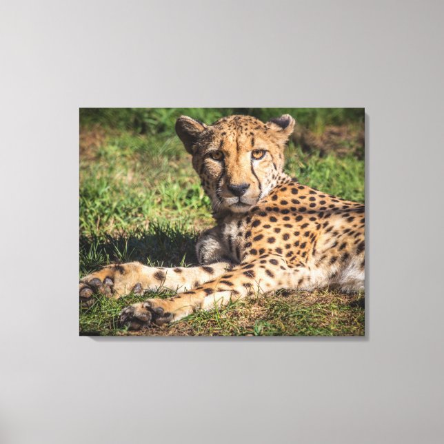 Relaxing Cheetah Canvastryck (Framsida)