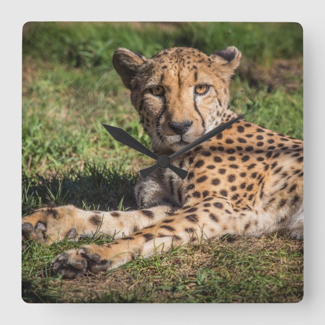 Relaxing Cheetah Fyrkantig Klocka (Framsida)