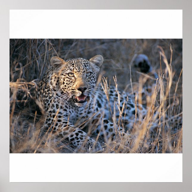 Relaxing Cheetah Poster (Framsidan)