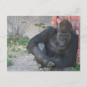 Relaxing Gorilla Vykort