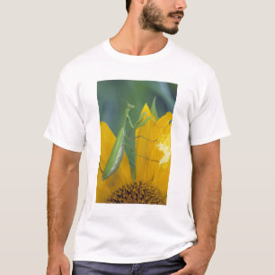 Religiös mantis hona tee