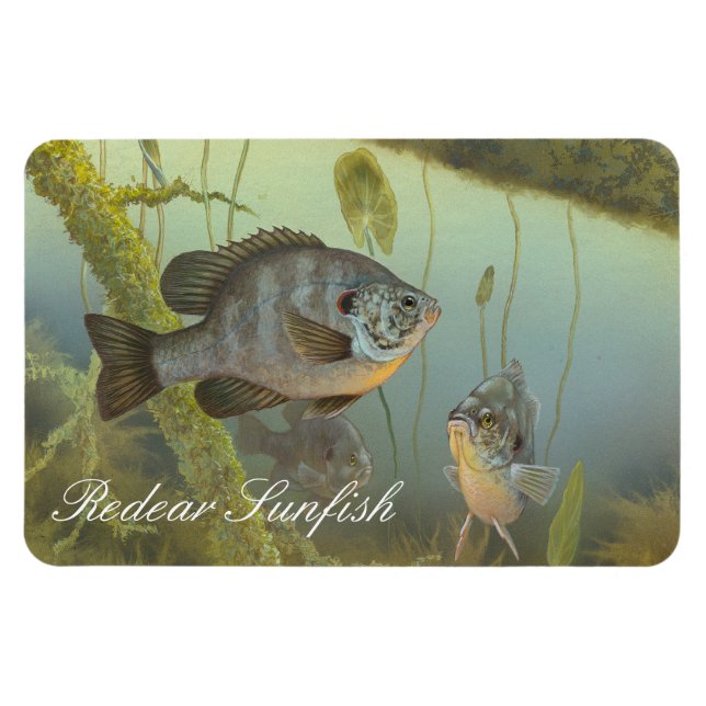 Remet Sunfish Painting Magnet (Horisontell)