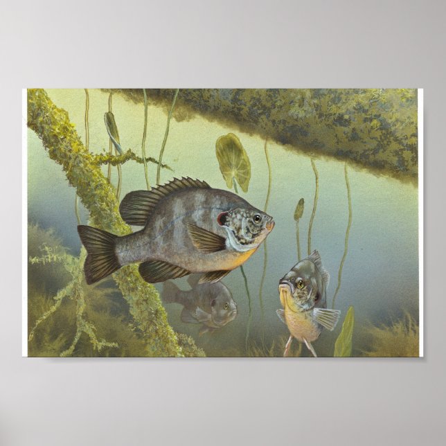 Remet Sunfish Poster (Framsidan)