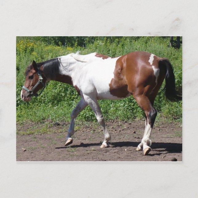 Ren färg vykort (Framsida)