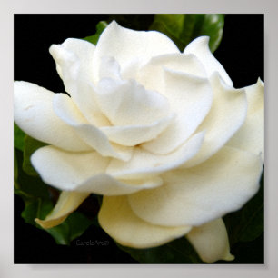 Ren Gardenia för vit 2 Poster