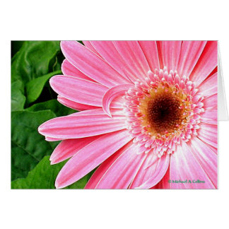 Ren Rosa Hälsningskort