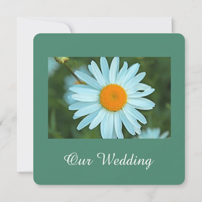 Ren, vacker vit daisy, blomsterteal bröllop inbjudningar (Baksida)