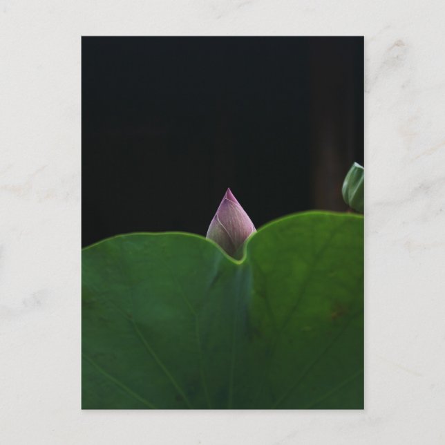 Ren Vykort (Framsida)