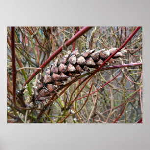 Rena fir cone poster