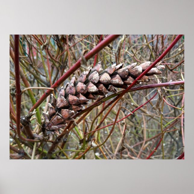Rena fir cone poster (Framsidan)