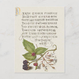 Renaissance Blackberry Fruit Calligraphy Vykort