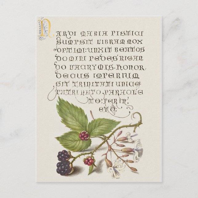 Renaissance Blackberry Fruit Calligraphy Vykort (Framsida)
