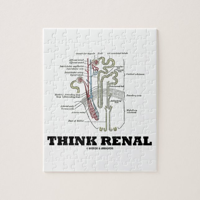 Renal tänka (den Nephron anatomiillustrationen) Pussel (Vertikal)